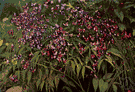 spring vetch - bushy European perennial having nodding racemose violet-blue flowers