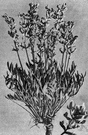 genus Oxytropis - large widely-distributed genus of evergreen shrubs or subshrubs having odd-pinnate leaves and racemose or spicate flowers each having a pea-like corolla with a clawed petal