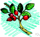 rosehip - the fruit of a rose plant