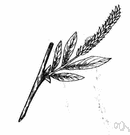 brittle willow - large willow tree with stiff branches that are easily broken