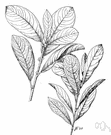 Salix sitchensis - small shrubby tree of western North America (Alaska to Oregon)