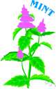 mint - any north temperate plant of the genus Mentha with aromatic leaves and small mauve flowers