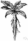 Mandragora officinarum - a plant of southern Europe and North Africa having purple flowers, yellow fruits and a forked root formerly thought to have magical powers