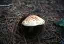 blushing mushroom - yellowish edible agaric that usually turns red when touched
