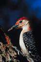 Melanerpes - a genus of Picidae