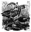 green-winged teal - common teal of Eurasia and North America