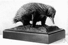 monotreme - the most primitive mammals comprising the only extant members of the subclass Prototheria