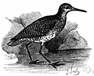 Tringa totanus - a common Old World wading bird with long red legs