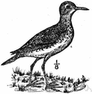 genus Bartramia - a genus of Scolopacidae