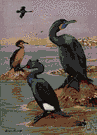 oceanic bird - bird of the open seas
