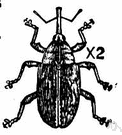 Anthonomus - weevils destructive of cultivated plants