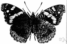red admiral - of temperate Europe and Asia