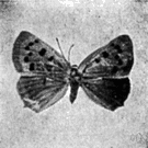 Lycaena - type genus of the Lycaenidae