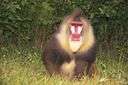 genus Mandrillus - baboons