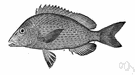 Orthopristis - a genus of Haemulidae