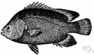 Lobotes - type genus of the Lobotidae