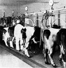 milking machine - machine consisting of a suction apparatus for milking cows mechanically