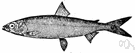 lake herring - cold-water fish caught in Lake Superior and northward