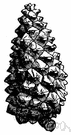 pinecone - the seed-producing cone of a pine tree