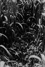 oat - annual grass of Europe and North Africa