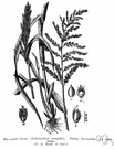 Echinochloa - annual or perennial succulent grasses of warm regions