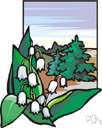 Japanese andromeda - broad-leaved evergreen Asiatic shrub with glossy leaves and drooping clusters of white flowers