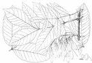 Oregon ash - timber tree of western North America yielding hard light wood