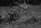 Calamus rotang - climbing palm of Sri Lanka and southern India remarkable for the great length of the stems which are used for malacca canes