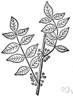 prickly ash - any of a number of trees or shrubs of the genus Zanthoxylum having spiny branches