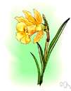 Emmanthe penduliflora - viscid herb of arid or desert habitats of southwestern United States having pendulous yellow flowers