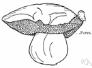 Boletaceae - family of fleshy fungi having the germ pores easily separating from the cup and often from each other