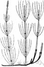 Equisetum palustre - scouring-rush horsetail widely distributed in wet or boggy areas of northern hemisphere