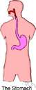 ketone body - a ketone that is an intermediate product of the breakdown of fats in the body