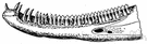 pleurodont - an animal having teeth fused with the inner surface of the alveolar ridge without sockets