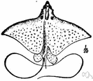 spotted eagle ray - ray with back covered with white or yellow spots