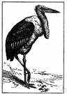 marabout - large African black-and-white carrion-eating stork