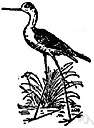 Cladorhyncus leucocephalum - web-footed Australian stilt with reddish-brown pectoral markings