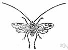 louse fly - bloodsucking dipterous fly parasitic on birds and mammals