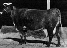 milking shorthorn - breed evolved from shorthorn beef cattle