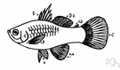 pectoral fin - either of a pair of fins situated just behind the head in fishes that help control the direction of movement