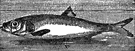 whitebait - the edible young of especially herrings and sprats and smelts