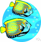 butterfly fish - small usually brilliantly colored tropical marine fishes having narrow deep bodies with large broad fins