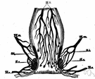 rectal vein - any of several veins draining the walls of the anal canal and rectum