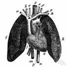 inferior vena cava - receives blood from lower limbs and abdominal organs and empties into the posterior part of the right atrium of the heart