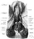 male reproductive gland - the reproductive organs of a man