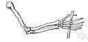 articulatio trochoidea - a freely moving joint in which movement is limited to rotation