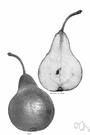 Bosc - greenish-yellow pear