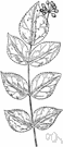 American angelica tree - small deciduous clump-forming tree or shrub of eastern United States