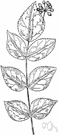 Hercules'-club - small deciduous clump-forming tree or shrub of eastern United States
