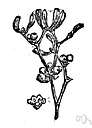mistletoe - Old World parasitic shrub having branching greenish stems with leathery leaves and waxy white glutinous berries